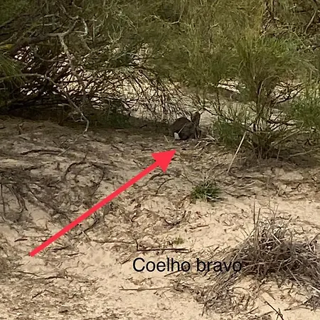 Altura Inn Beach Apartamento Altura